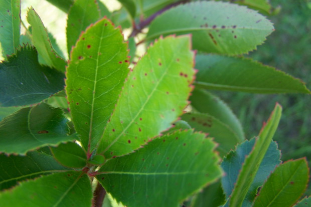 jeszcze bez kwiatów-połowa sierpni