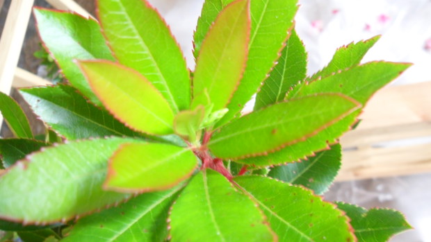 jeszcze prawie niewidoczne - koniec sierpnia