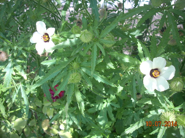 Ketmia południowa Hibiskus letni