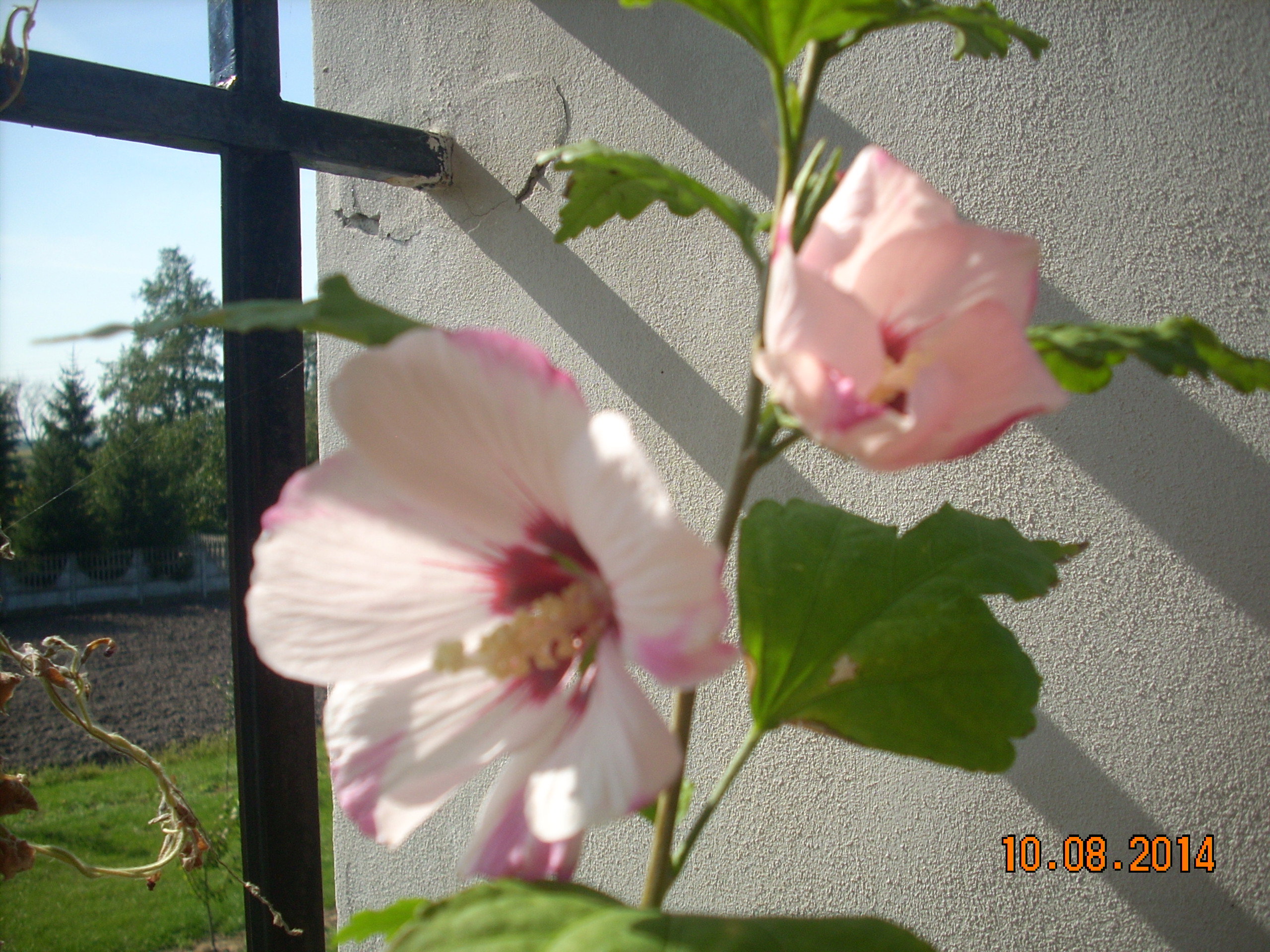 KETMIA wieloletnia HYBISCUS SYRIACUS