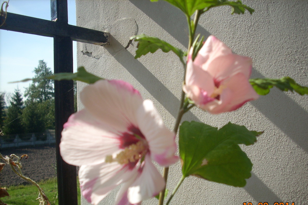 KETMIA wieloletnia HYBISCUS SYRIACUS