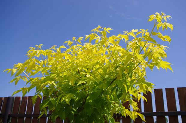 Klon jesionolistny Odessanum