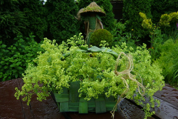 Koszyk wykonany z liści juki ogrodowej 