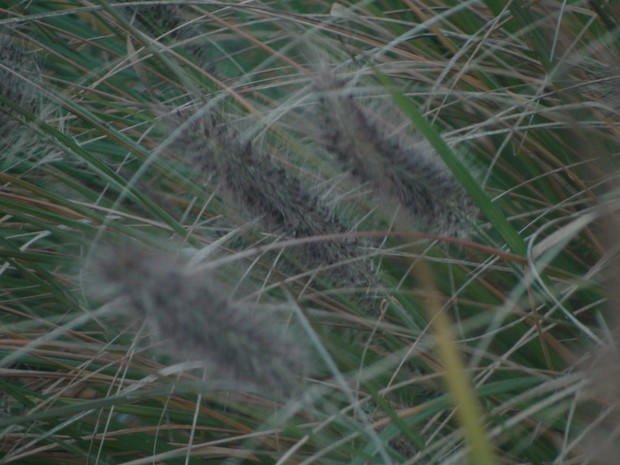 Kwiatostan rozplenicy japońskiej