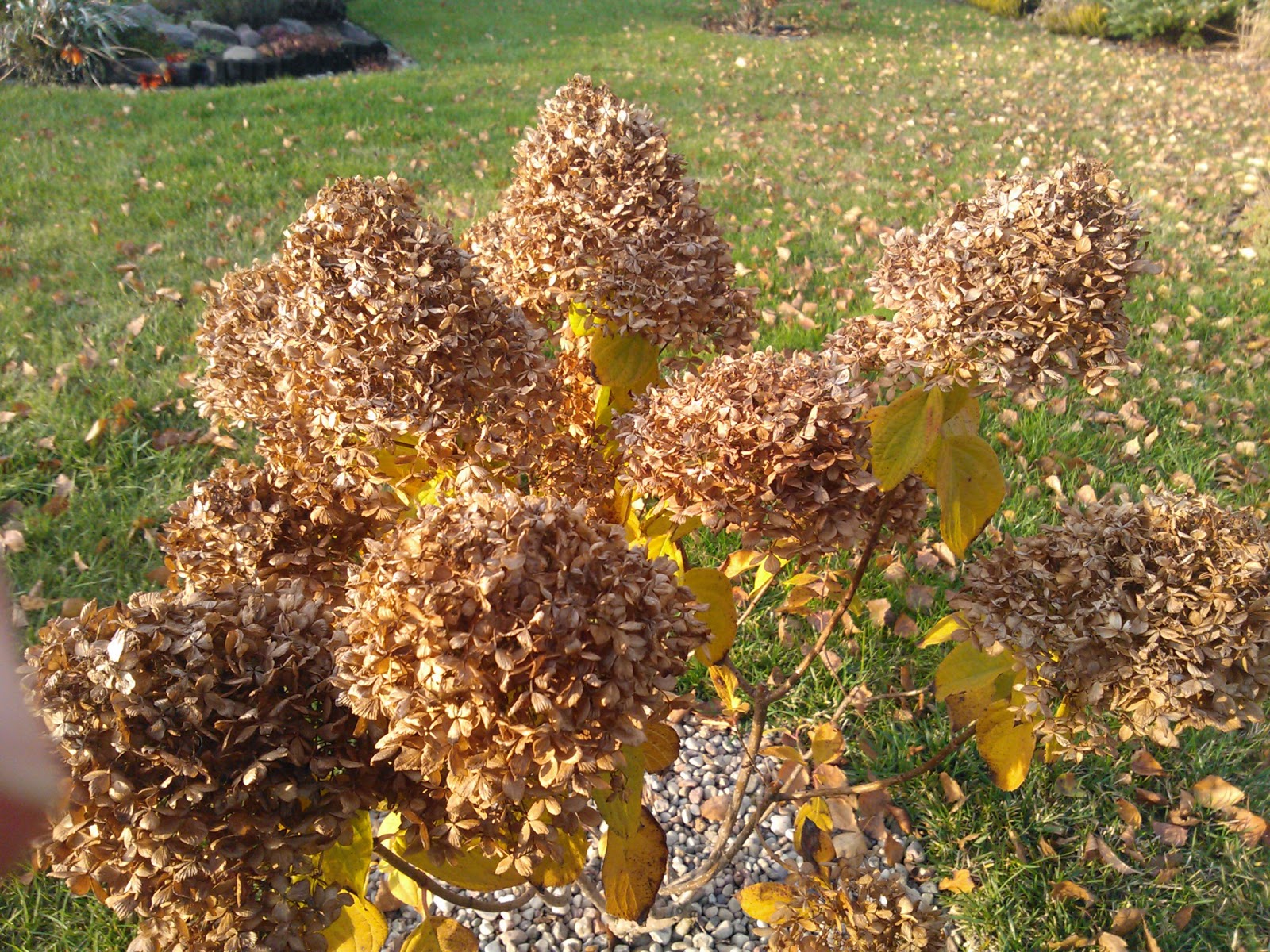 Kwiaty hortensji bukietowej, pięknie zasuszone.