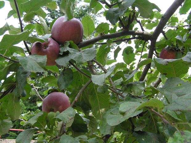 Malinowa oberlandzka