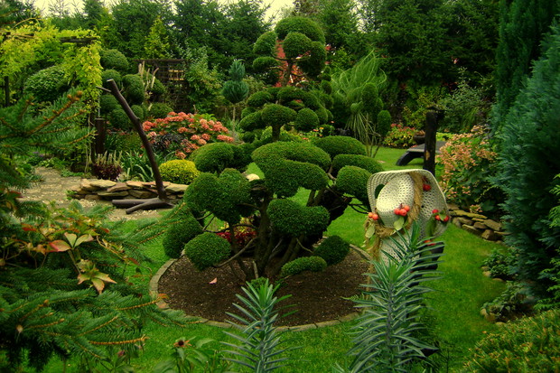 Moja duma w ogrodzie - Bonsai :)
Bardo lubię formować iglaki i nadawać im ciekawą formę 