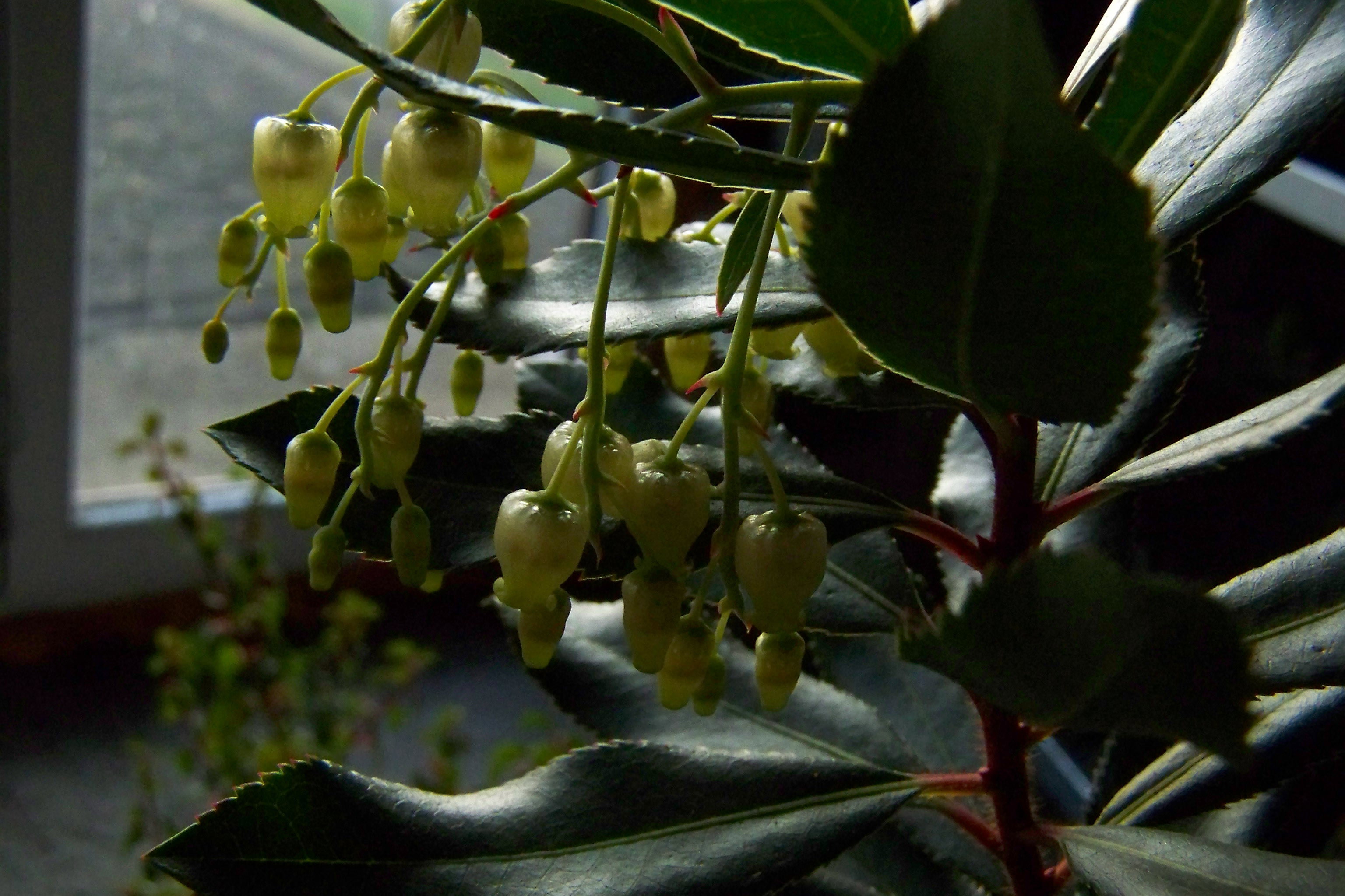 Moje drzewko truskawkowe