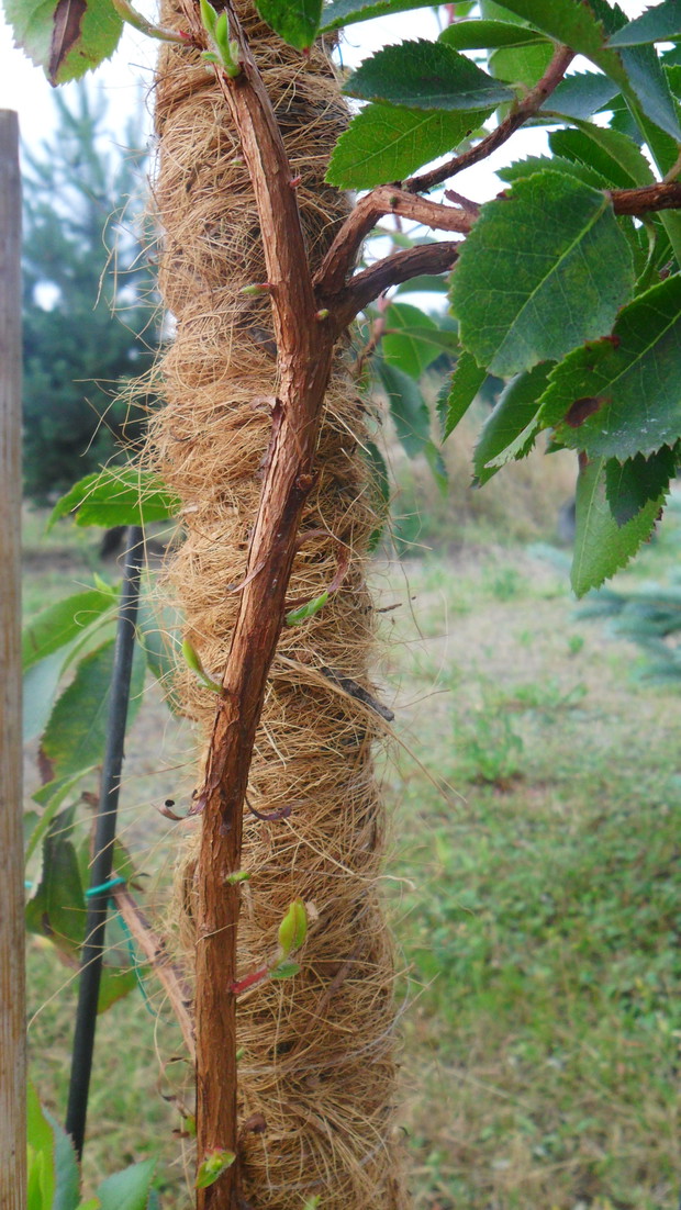 Na głównym pniu pojawiły się nowe gałązki