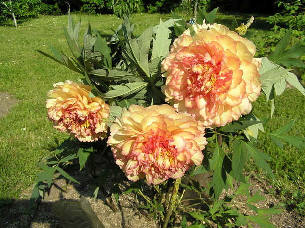 Najpiękniejsza w moim ogrodzie piwonia krzewiasta.