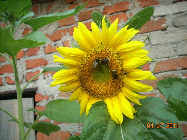 Nie tylko dla owadów, ale także dla ludzi.