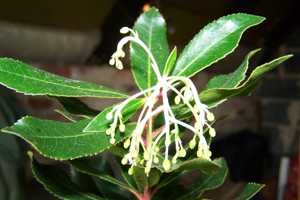 Październik. Roślinka przeniesiona już do pomieszczenia w którym będzie zimować