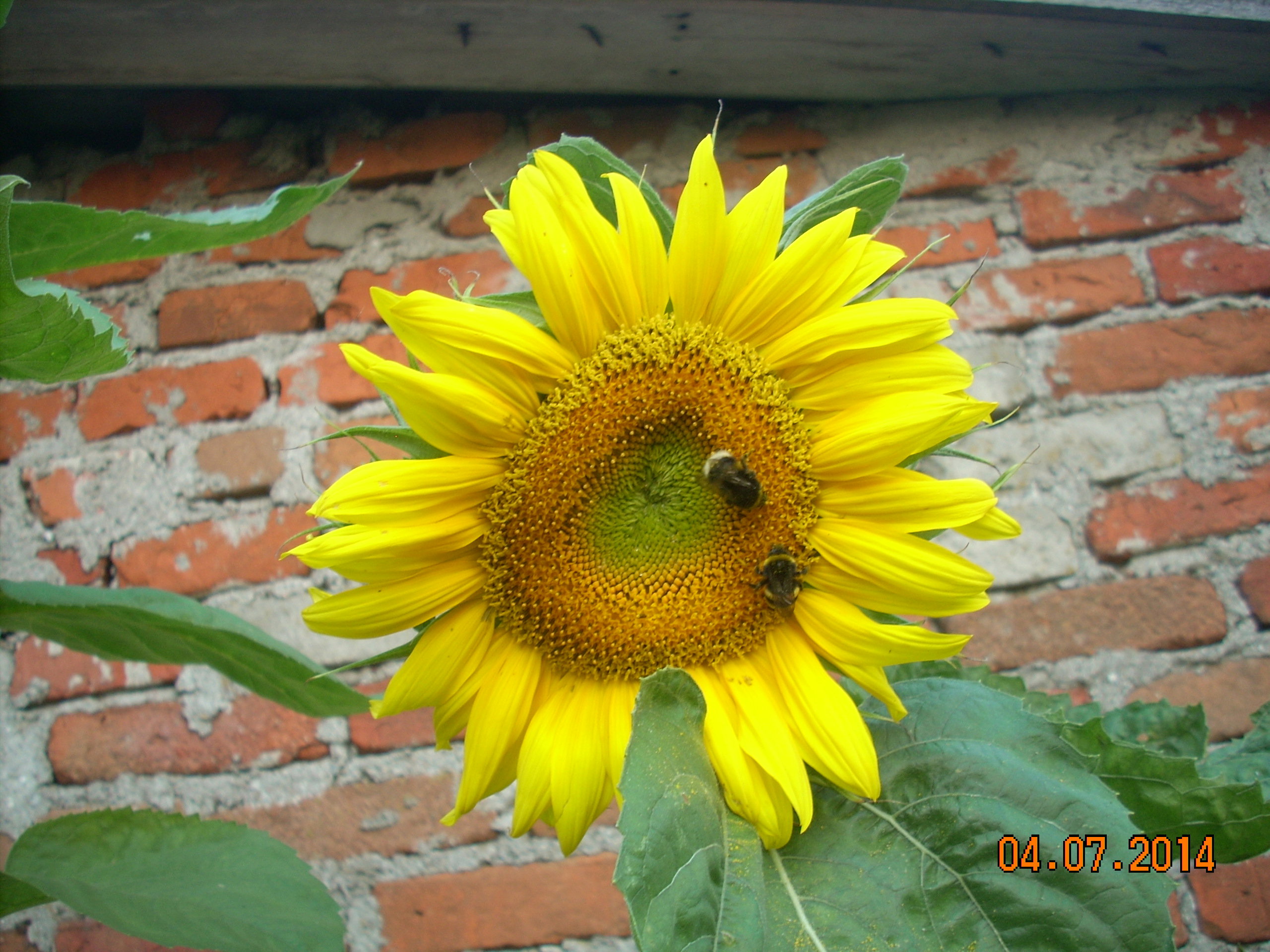 Pięknie komponuje się ze starymi budowlami.