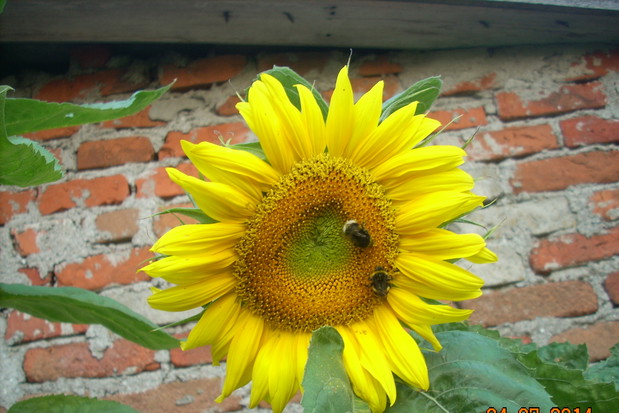 Pięknie komponuje się ze starymi budowlami.