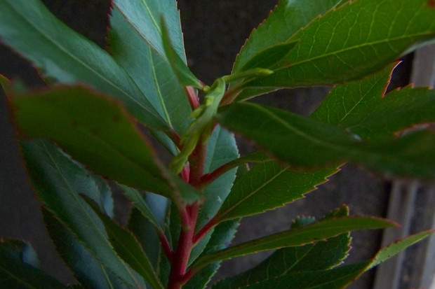 Po tygodniu, jak pierwszy raz ujrzałam pączki kwiatowe