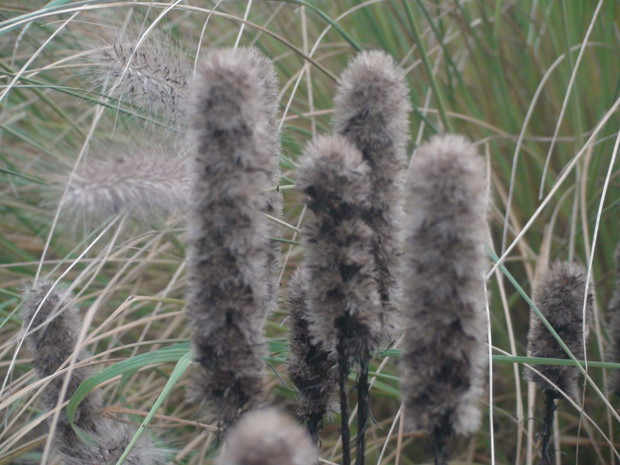 Puszyste kwiatostany liatry.
