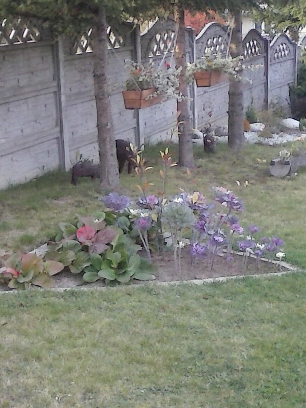 Rabatka z bergenii i kapust ozdobnych