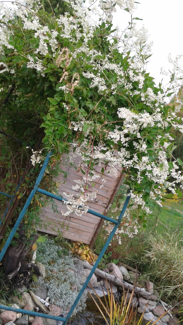Rdest  zakwitł we wrześniu ,i wciąż pięknie się prezentuje.