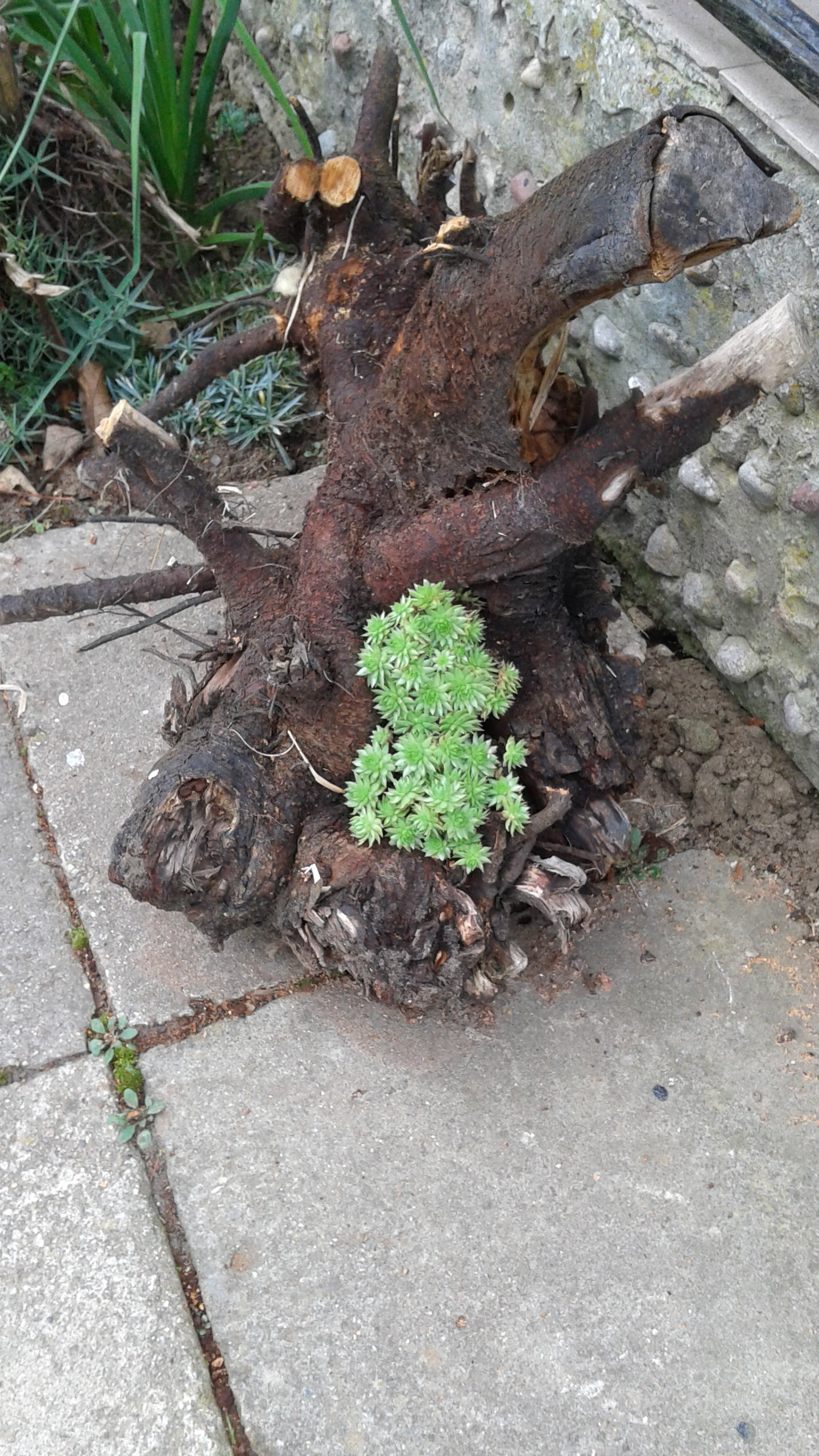 Rojniki zawsze piękne.