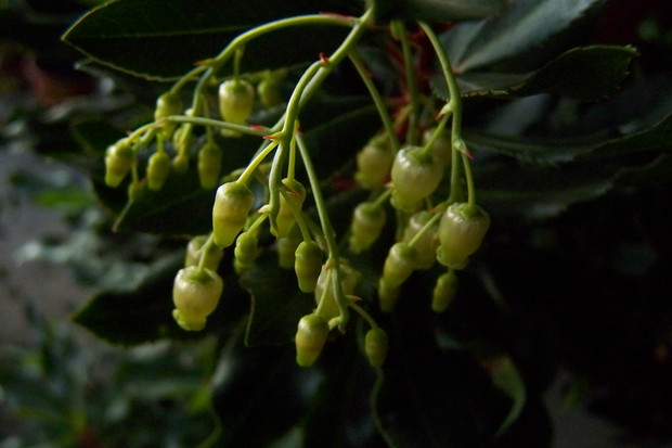 Rozwinięte pąki kwiatowe - 22.11.2014r