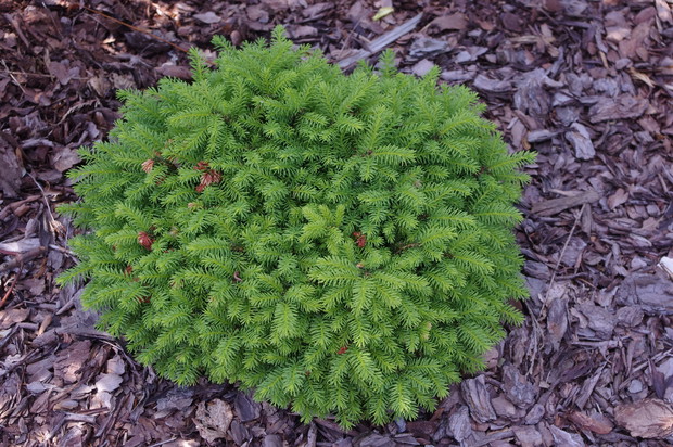 Świerk gniazdkowy Nidiformis