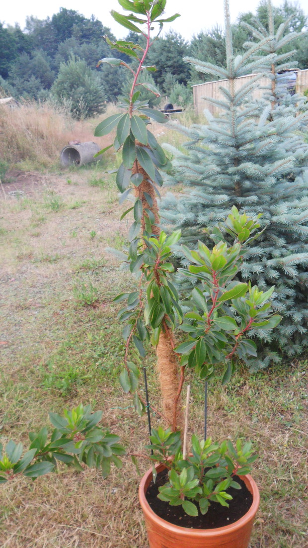 Ta wyglądało moje drzewko na początku lipca tego roku