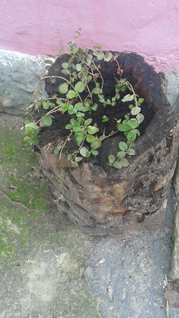 Tojeść rozesłana posadzona we wrześniu ,raczej się przyjęła ,czekam na  lepszy efekt na wiosnę.
