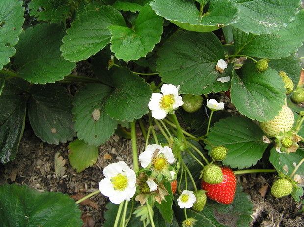 Truskawki w wrześniu, dlaczego nie