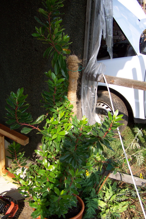 We wrześniu drzewko przeniesione zostało w bardziej zaciszne miejsce