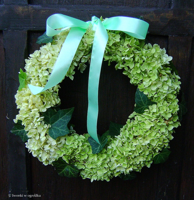 Wianek z hortensji 'Anabelle' 