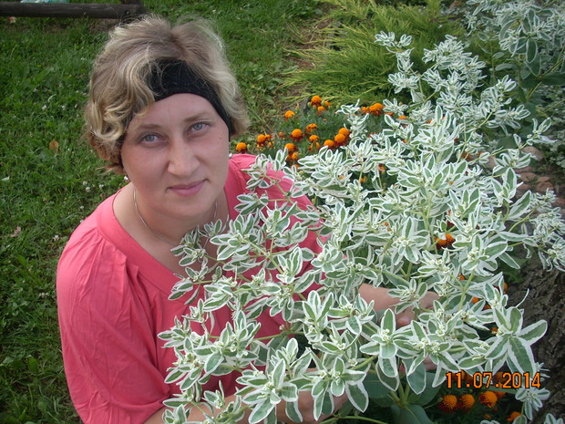 Wilczomlecz białoobrzeżony