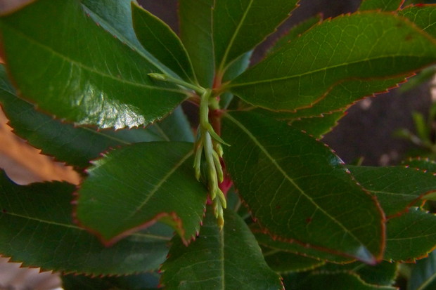 Z utęsknieniem czekam na rozwinięcie się pączków