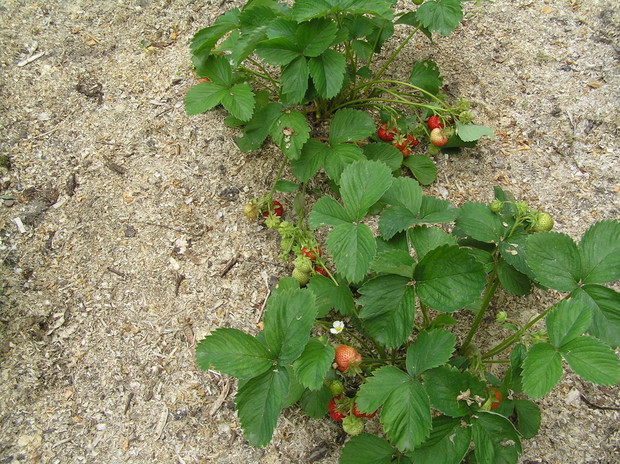 Zaczynają się truskawki 