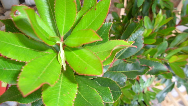 zawiązywanie się kwiatów