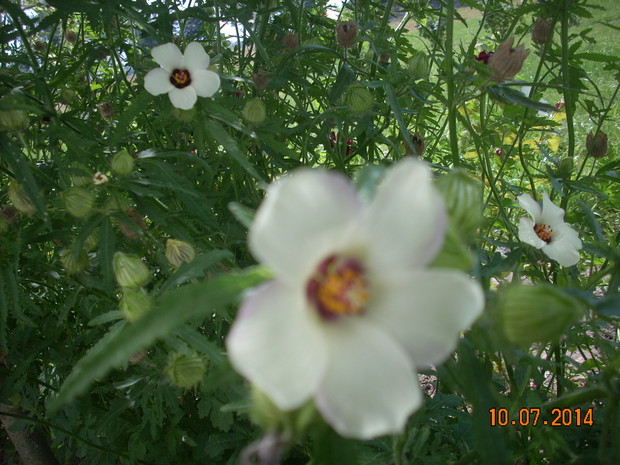 Zdobi rabatę do jesieni.