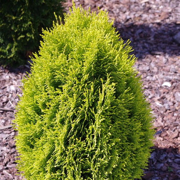 Żywotnik zachodni Aureanana