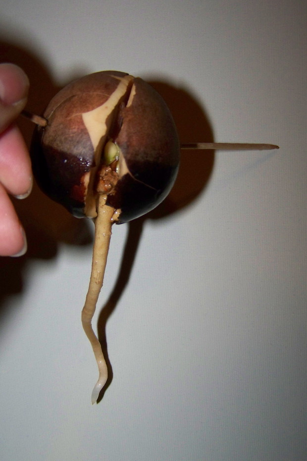 10.12.2014 (5-6 tydzień) zaczyna również rosnąć łodyżka (jeszcze schowana w pestce)