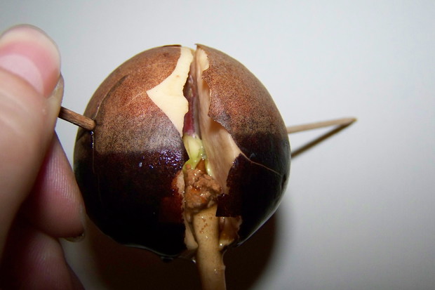 10.12.2014 Na zdjęciu widok łodyżki 