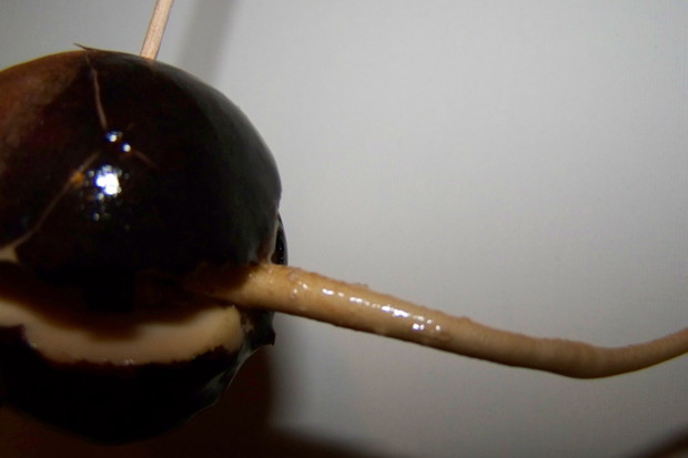 10.12.2014r. Na korzonku pojawiają się gruczoły, a główny korzeń strasznie szybko rośnie