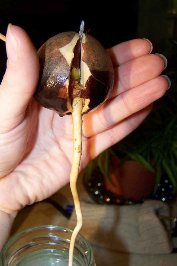 14.12.14 Biały koniec korzenia to nowy jego przyrost. 