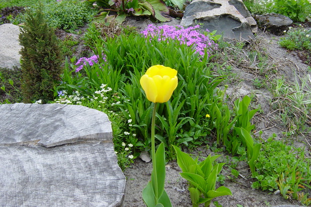 2001 - pierwsze kwiaty