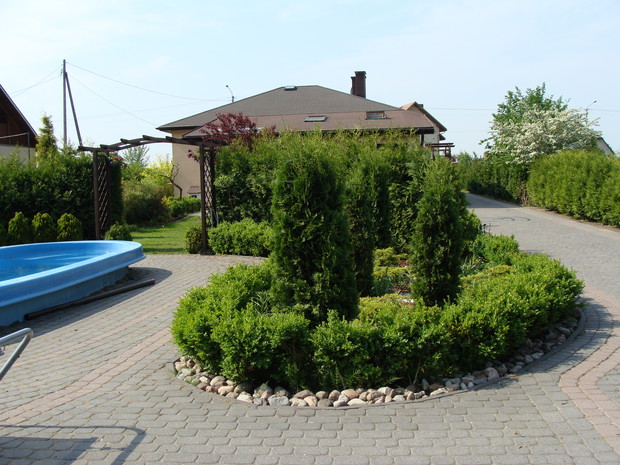 2011 - bukszpan z własnej hodowli