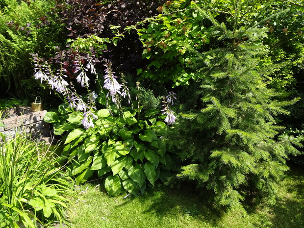 2015 - zarośnięta fontanna