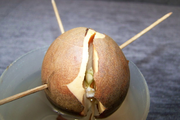 23.11.2014r. - w 4 tygodniu od "posadzenia" pojawił się korzonek.