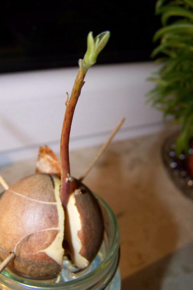 25.12.2014 (7/8 tydzień) Roślinka zaczęła wypuszczać listki.