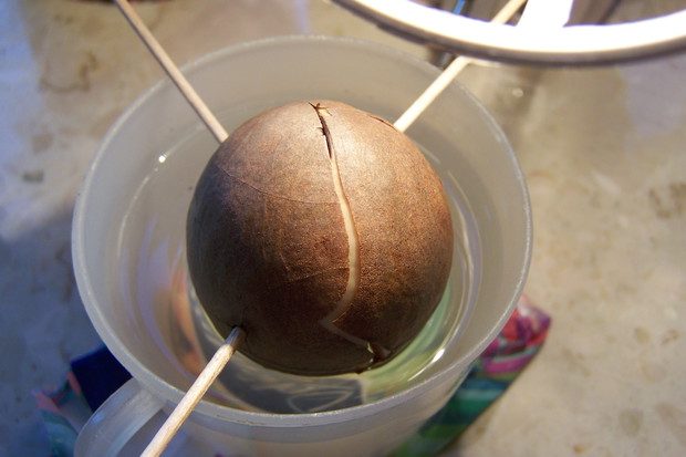 4.11.2014 (9dni) Pestka zaczyna pękać.