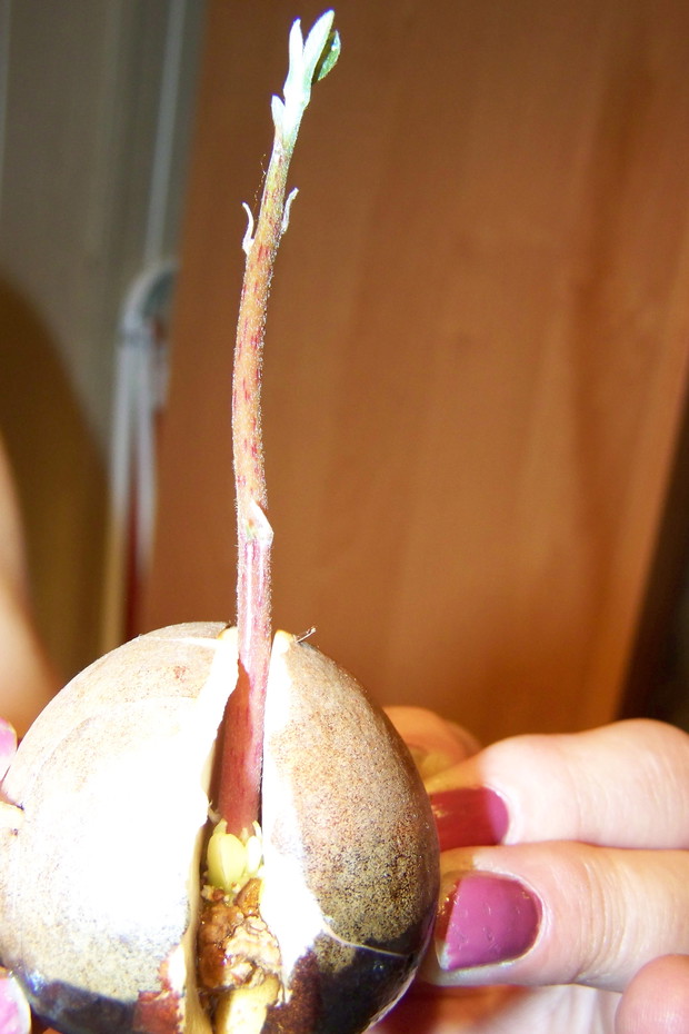 7/8 tydzień Awokado zaczyna wypuszczać listki i boczne odnogi