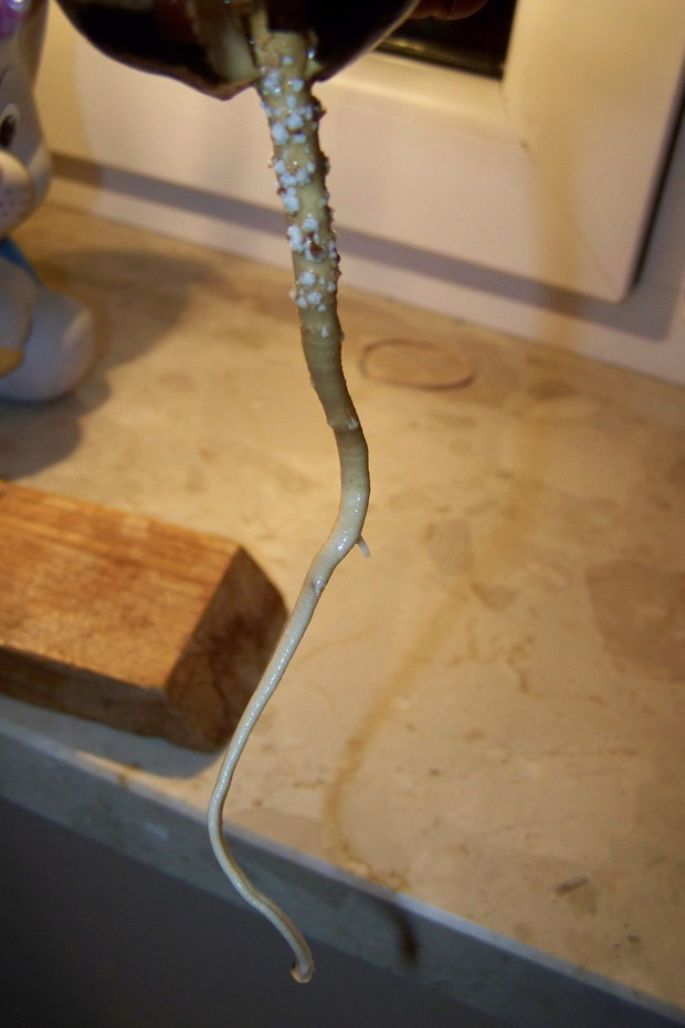 7/8 tydzień korzeń awokado