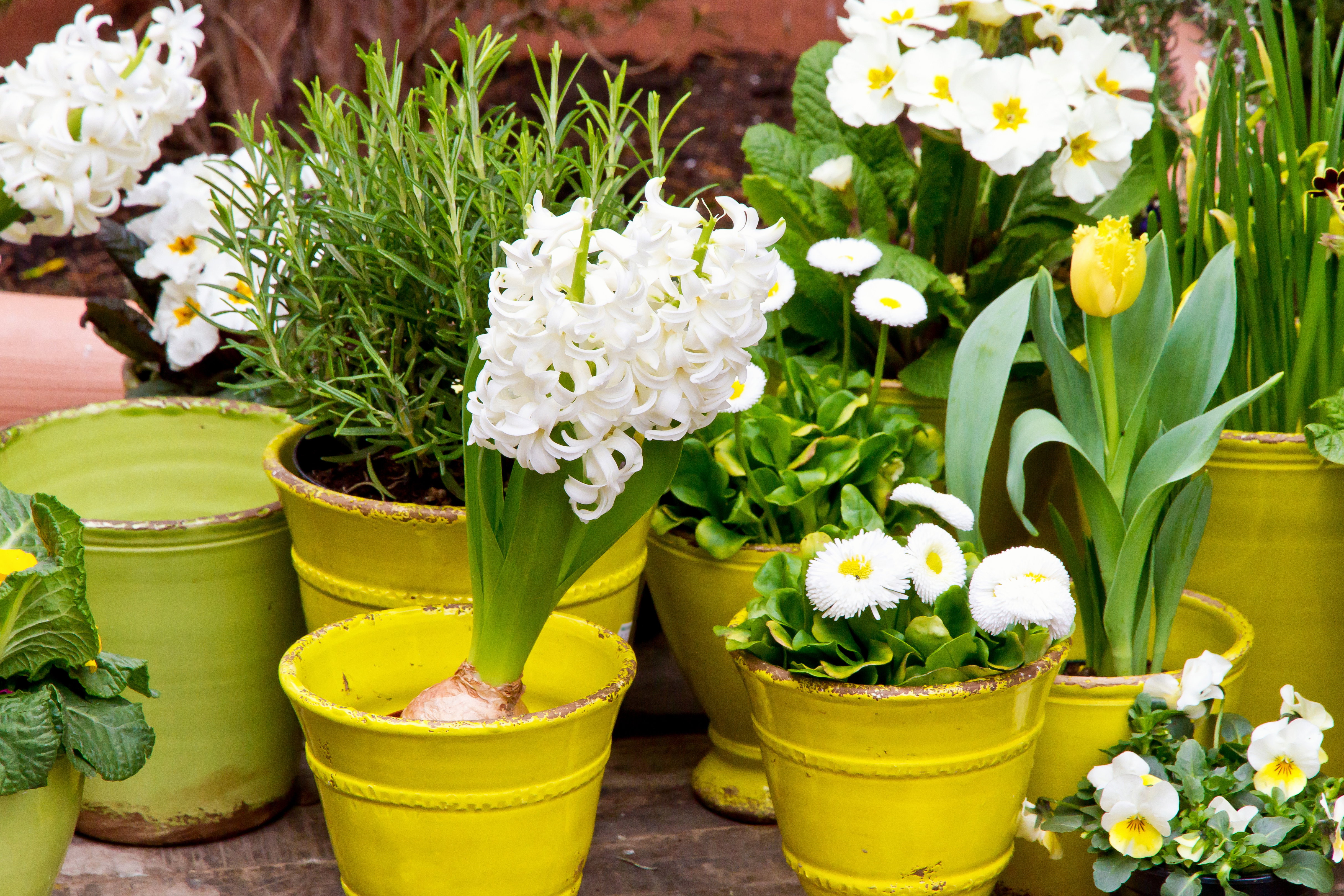 A może biało-żółto? Na pewno nie będziemy mieć problemów z kupieniem kwitnących na biało hiacyntów, pierwiosnków i stokrotek. Żółte tulipany lub żonkile dopełnią całość kompozycji (zdj. Fotolia.com). 