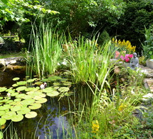 Aby ogród naturalny tworzył harmonijne i bogate środowisko przyrodnicze, nie powinno zabraknąć tu zbiornika wodnego o zróżnicowanej roślinności. Taki biotop przyciągnie owady i inne drobne zwierzęta (zdj. Fotolia.com).